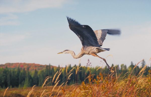 Great Blue Heron credit: Ontario Tourism