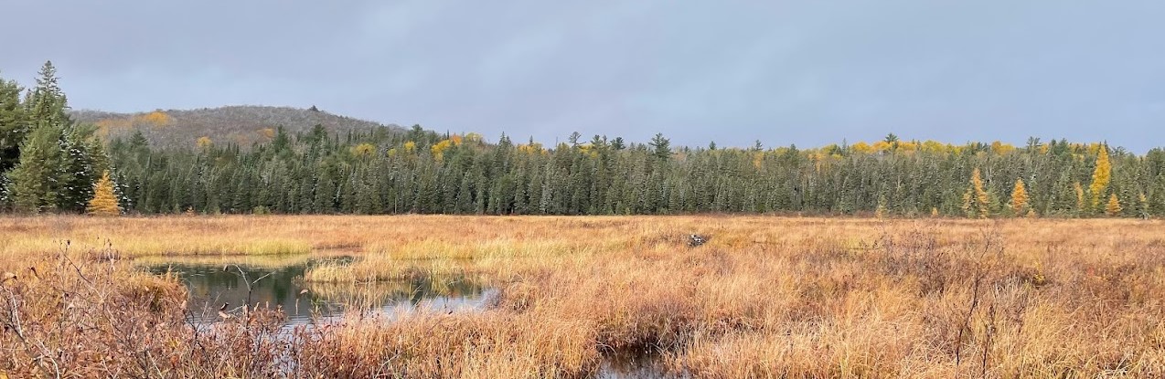 Wetland in fall with water, trees and grasses