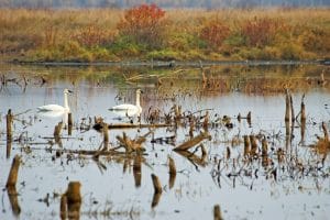 two white trumpeter swans in a wetland in the fall season