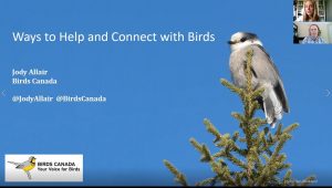 Opening slide of the Ways to help and Connect with Birds video