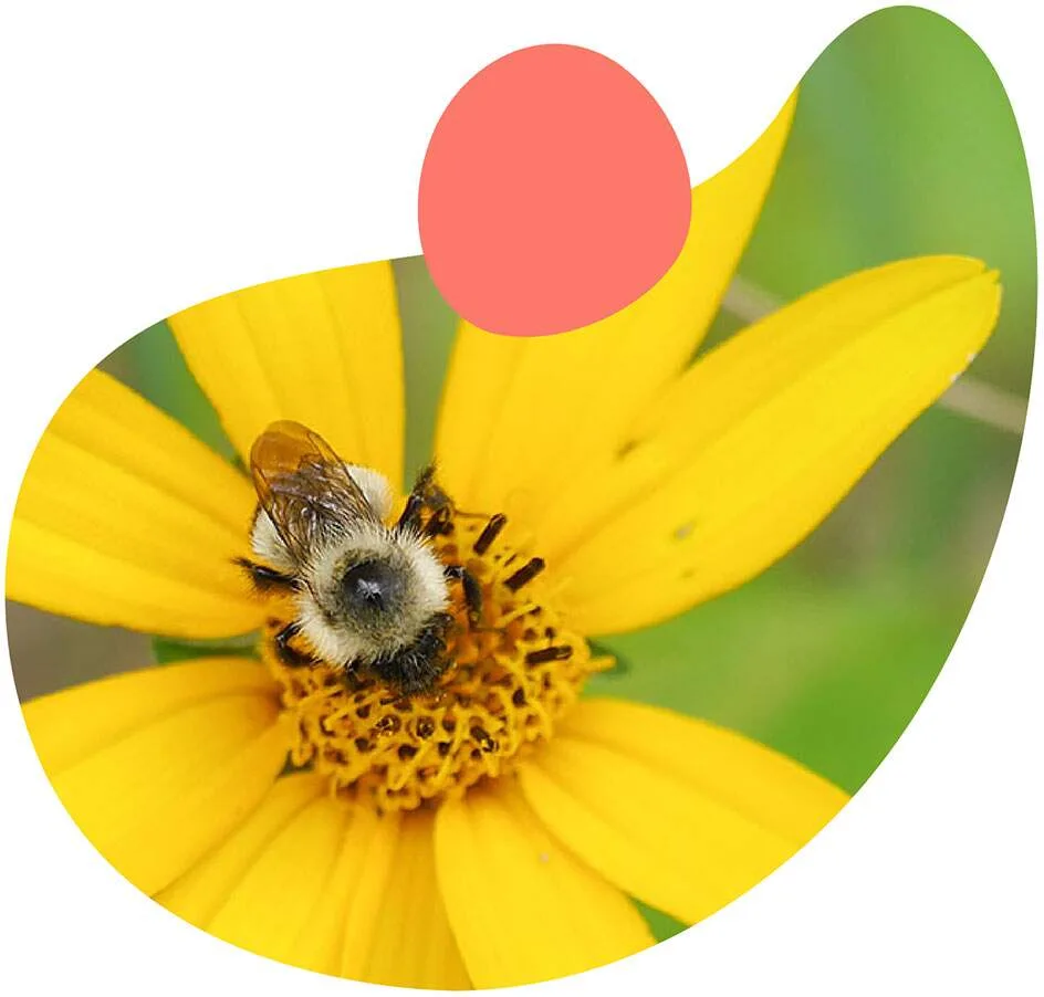 bumble bee on yellow flower